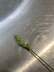 Carex longii
