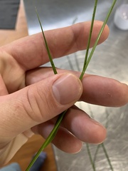 Carex longii