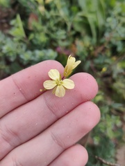 Diplotaxis siifolia vicentina