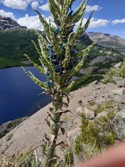 Puya alpestris
