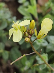 Diplotaxis siifolia vicentina