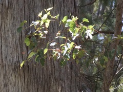 Eucalyptus guilfoylei