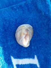 Crepipatella dilatata