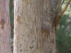 Eucalyptus guilfoylei