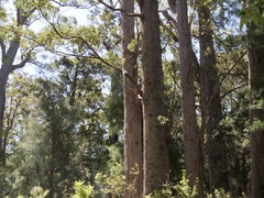 Eucalyptus guilfoylei