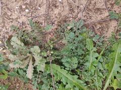 Diplotaxis siifolia vicentina