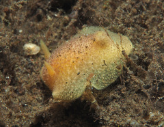 Pharodoris philippinensis