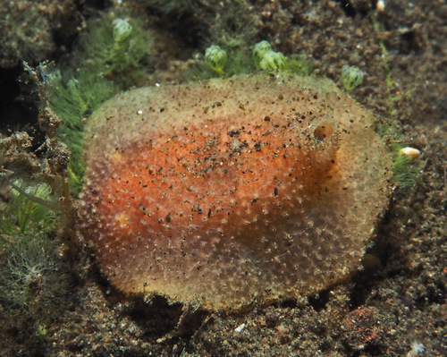 Pharodoris philippinensis — seen at this dive site