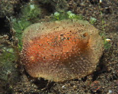 Pharodoris philippinensis