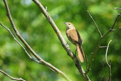 Phacellodomus striaticollis