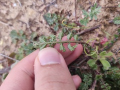 Diplotaxis siifolia vicentina