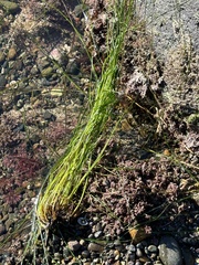 Phyllospadix torreyi