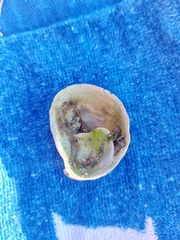 Crepipatella dilatata