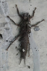 Plecoptera
