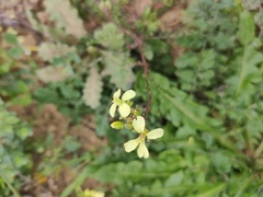 Diplotaxis siifolia vicentina