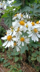 Montanoa bipinnatifida