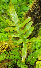 Phlebodium aureum