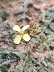 Diplotaxis siifolia vicentina
