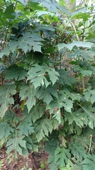 Montanoa bipinnatifida