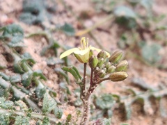 Diplotaxis siifolia vicentina