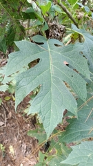 Montanoa bipinnatifida