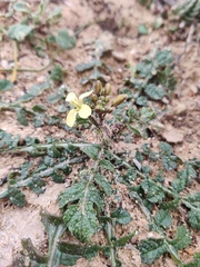 Diplotaxis siifolia vicentina