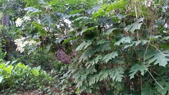 Montanoa bipinnatifida