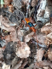 Chenoderus bicolor