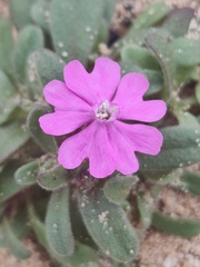 Silene littorea
