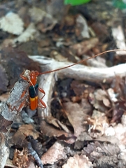 Chenoderus bicolor