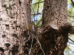Cryptostylis ovata