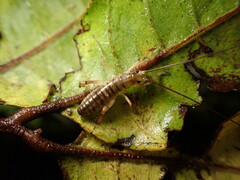 Hemideina crassidens