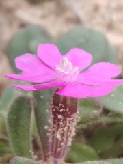 Silene littorea