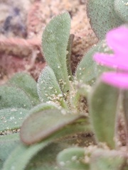 Silene littorea