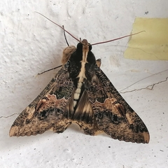 Sphingomorpha chlorea