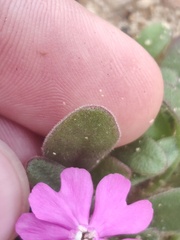 Silene littorea