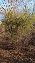 Chloroleucon mangense