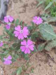 Silene littorea