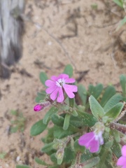 Silene littorea