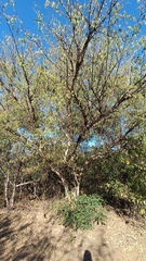 Chloroleucon mangense