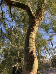 Parkinsonia aculeata
