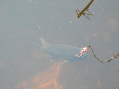Astronotus ocellatus