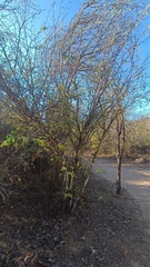 Chloroleucon mangense