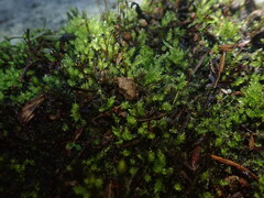 Platyhypnidium austrinum