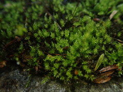 Platyhypnidium austrinum