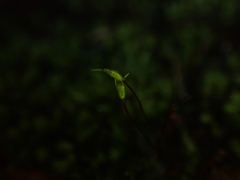 Platyhypnidium austrinum