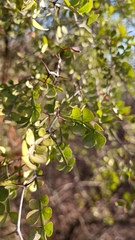 Haematoxylum brasiletto