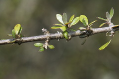 Olearia virgata
