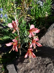 Alstroemeria ligtu