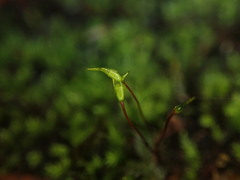 Platyhypnidium austrinum